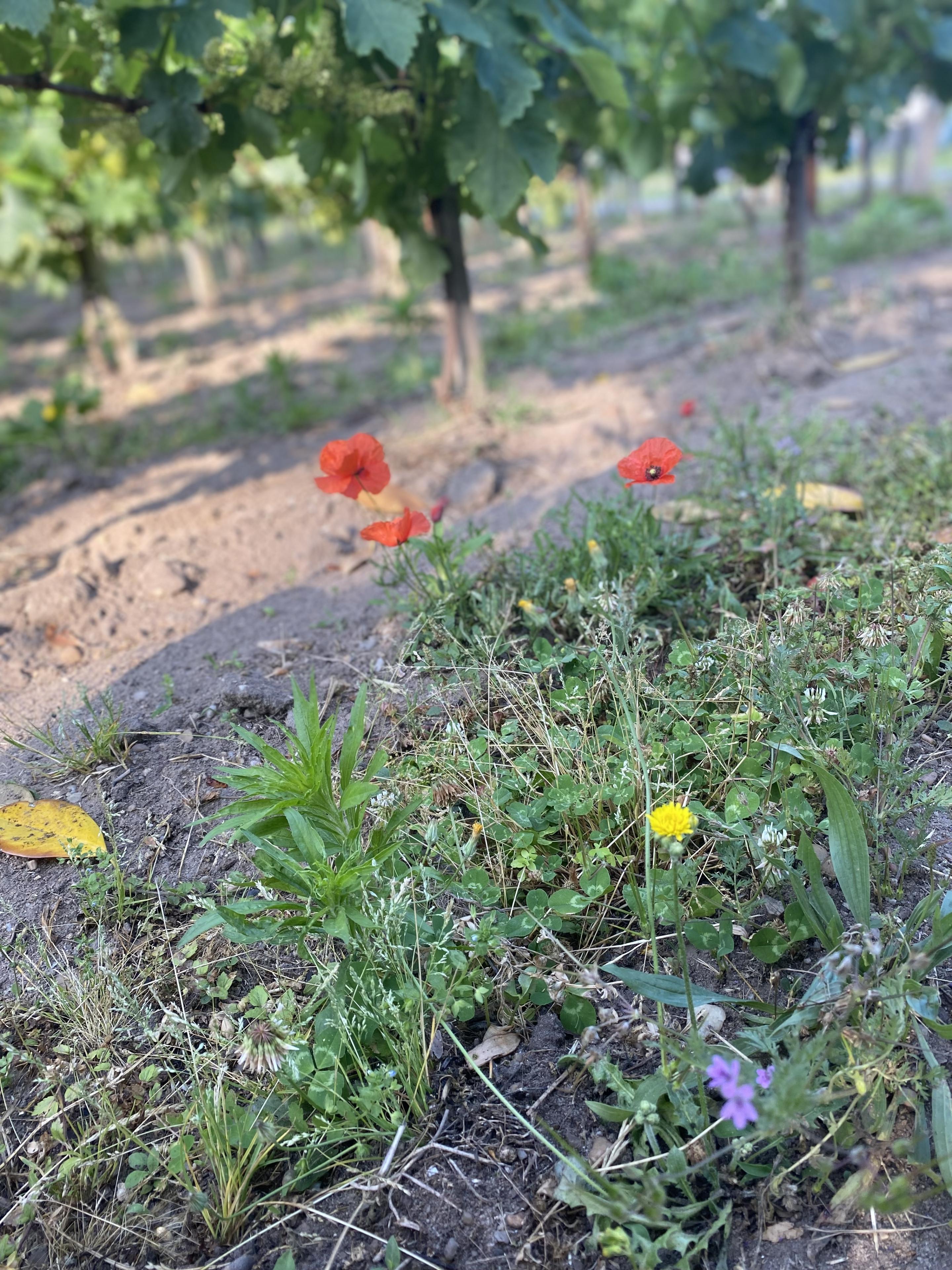 Un des plus petits vignobles de Pomerol.